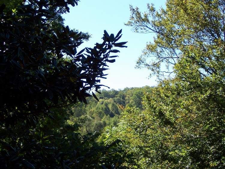 Are the leaves changing in your area yet? (Kingsport, Bristol live in